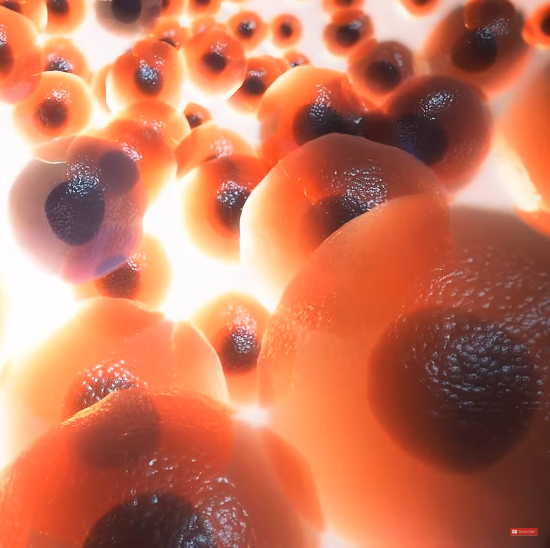 This image is a shot from one of Trinity's medical biological animation portraying cancerous cells dissapating rendered from Trinity Animation's 3D software. Viewers are taken on a journey through cells that give them a new perspective of what happens inside the human body. They are displayed in a light orange color with hyper-realistic textures.