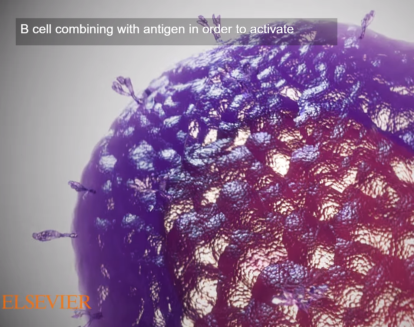 This image is a shot from one of Trinity's medical biological animation portraying a B cell combing with an antigen in order to activate rendered from Trinity Animation's 3D software. The B Cell is displayed in a vibrant purple with hyper realistic textures.