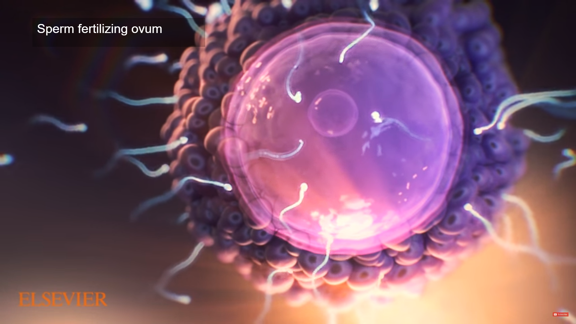 Biological Animation of Cellular Structures - Trinity Animation | Blog