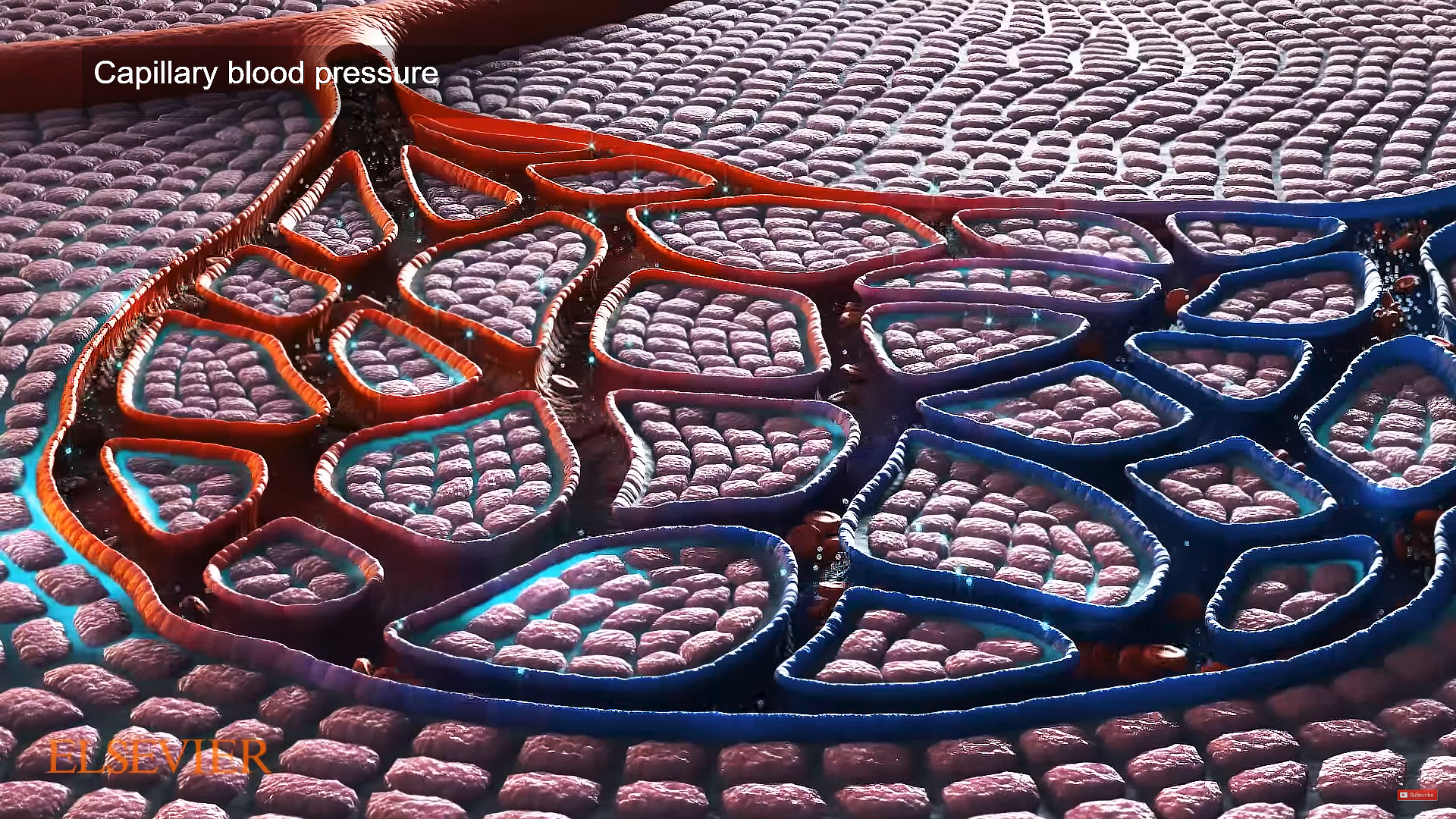 This image is a shot from one of Trinity's medical biological animation portraying Capillary beds rendered from Trinity Animation's 3D software. The process where oxygen is removed from the blood before it is reoxygenated by the lungs is represented through the color of the of the animation - red to blue. The tubes are sliced to allow viewers to observe the blood flowing through.