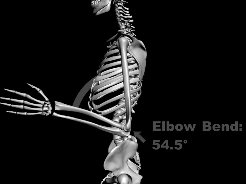 Medical forensic animation sample - a human skeletal view, displaying angle of elbow.