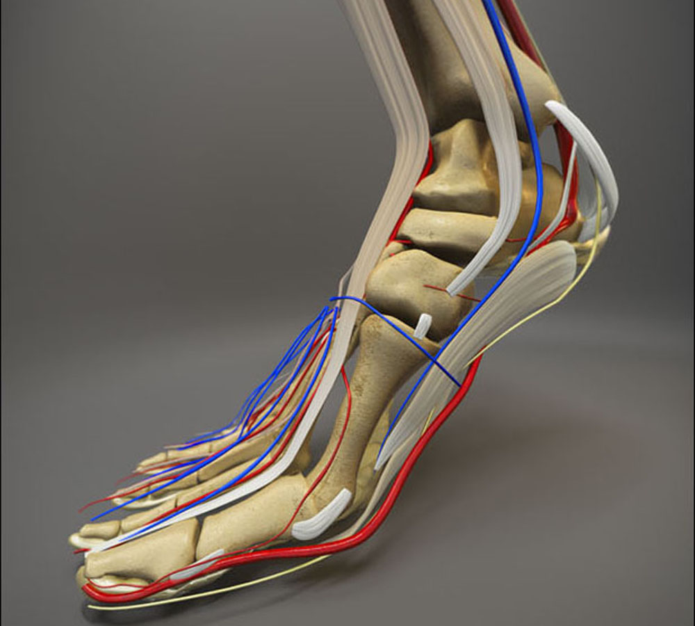 View of human foot with bones, veins, and arteries represented.