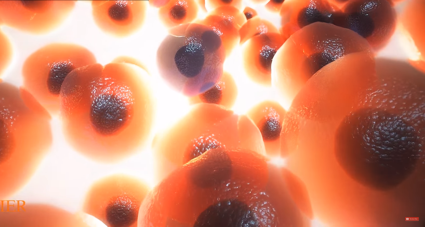 Biological Animation of Cellular Structures