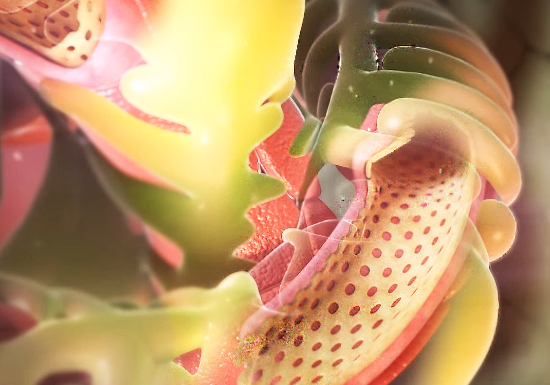 This image is a shot from one of Trinity's medical biological animation portraying an extreme close-up of a Kidney bowman capsule cross-section demonstrates the intricate filtration system of the kidneys rendered from Trinity Animation's 3D software. 