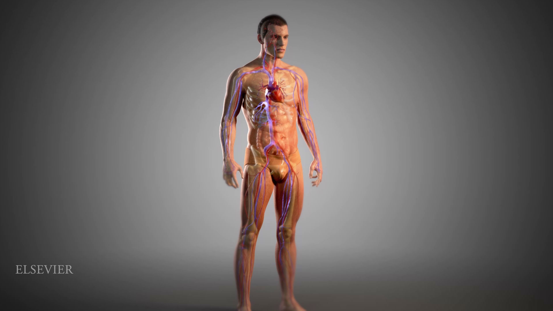 Medical Animation | 3D Animation Anatomy | Trinity Animation