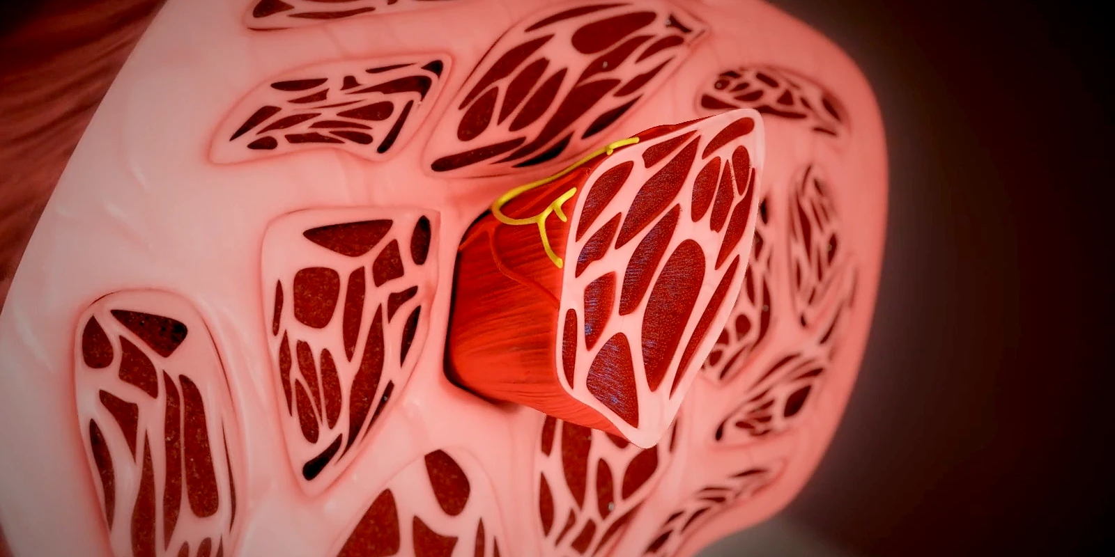 Trinity Animation Studio | Kansas City Animation Services