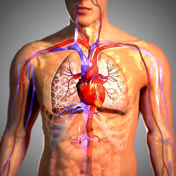 Cardiovascular system within the human body