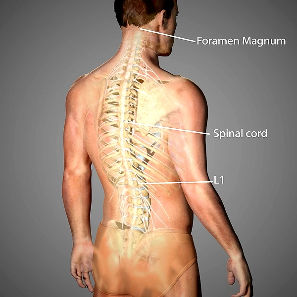 Spinal Anatomy Animation