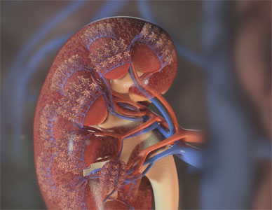 See-through view of a human kidney.