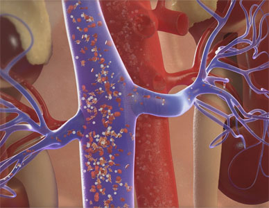 Stylized cutaway of the major artery connected to the human kidney, displaying flow of blood particles.