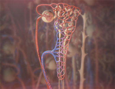Stylized view of the internal components of the human kidney.