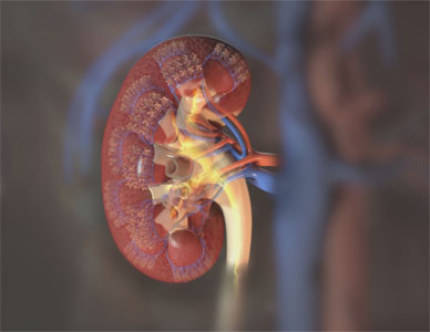 Stylized view of human kidney from a wider angle.