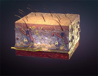 Cube cross section of the outer layer of human skin.