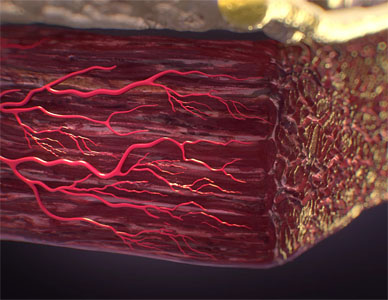 Close up view of the muscle layer underneath the skin layer.